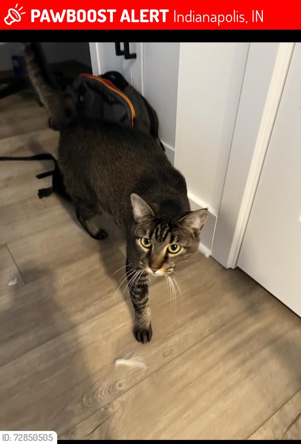 Lost Female Cat last seen Thompson and Senour (Wolf Run neighborhood), Indianapolis, IN 46239