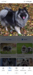 Found/Stray Unknown Dog last seen Kennedy avenue x university drive, Edmond, OK 73034