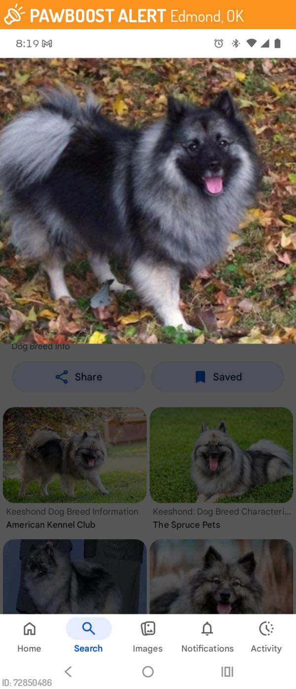 Found/Stray Unknown Dog last seen Kennedy avenue x university drive, Edmond, OK 73034