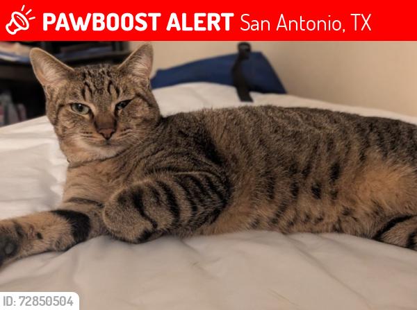Lost Male Cat last seen Hausman and 1604, San Antonio, TX 78249