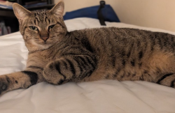 Lost Male Cat last seen Hausman and 1604, San Antonio, TX 78249