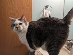 Lost Female Cat last seen Pheasant Ln, Savoy, IL, Savoy, IL 61874