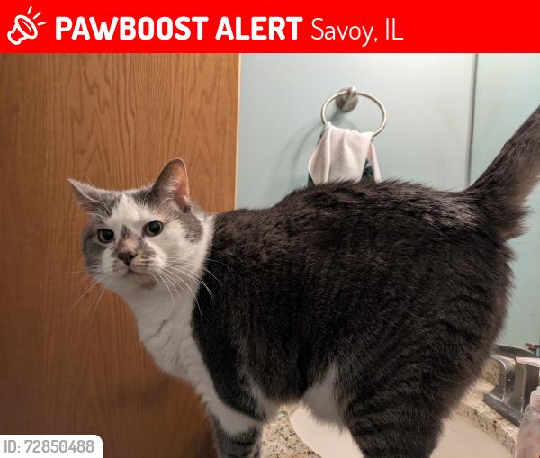 Lost Female Cat last seen Pheasant Ln, Savoy, IL, Savoy, IL 61874