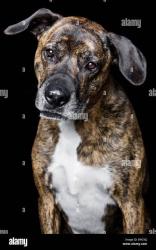 Found/Stray Unknown Dog last seen Traveling north by Hyde Park subdivision, around 4:30 pm, Tulsa, OK 74132