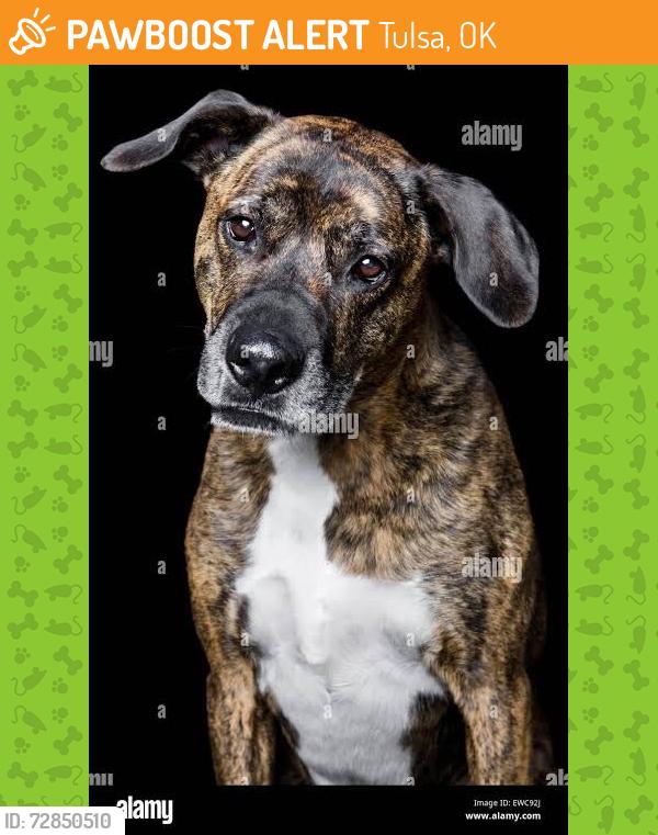 Found/Stray Unknown Dog last seen Traveling north by Hyde Park subdivision, around 4:30 pm, Tulsa, OK 74132