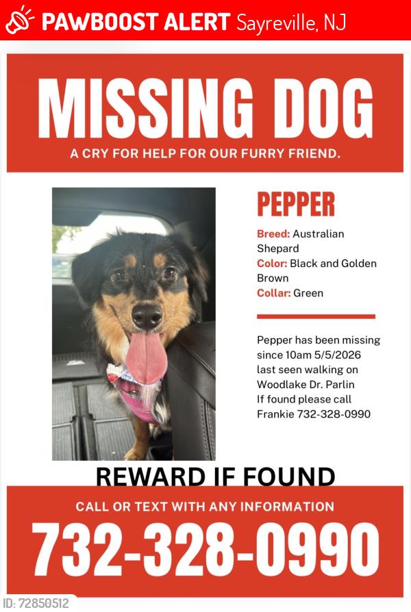 Lost Female Dog last seen Rt 34, Old Bridge, NJ 07747