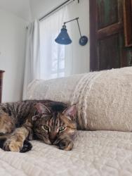 Lost Female Cat last seen Wolverine & Harper Rd, Mason, MI 48854