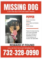 Lost Female Dog last seen Rt 34, Old Bridge, NJ 07747