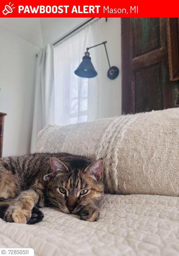 Lost Female Cat last seen Wolverine & Harper Rd, Mason, MI 48854