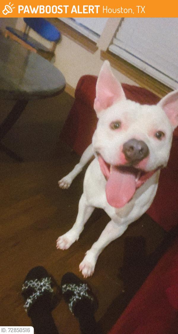 Found/Stray Male Dog last seen Imperial Valley, Houston, TX 77073