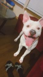 Found/Stray Male Dog last seen Imperial Valley, Houston, TX 77073