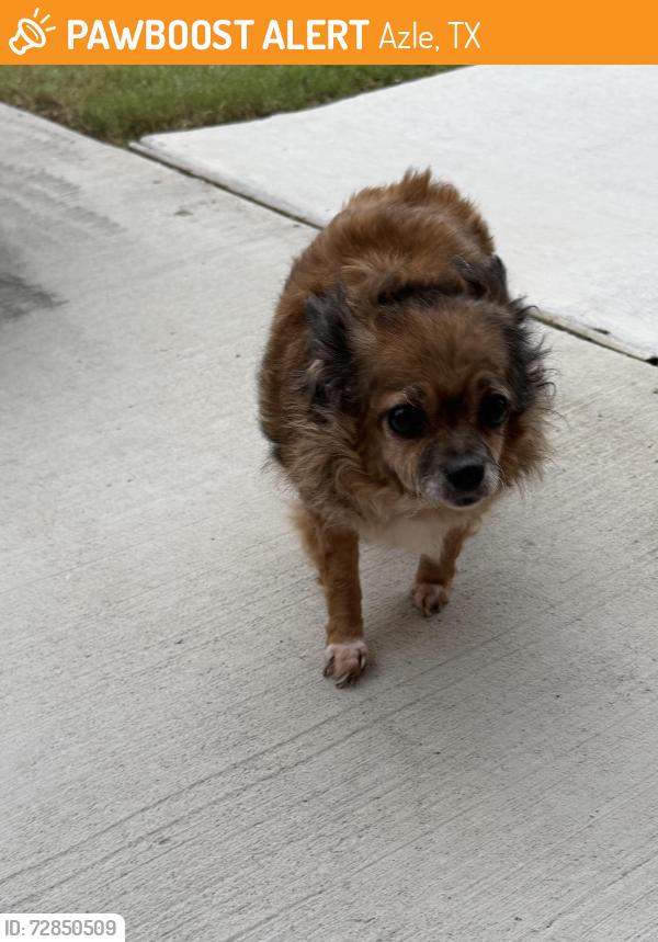 Lost Female Dog last seen Azle Elementary , Azle, TX 76020