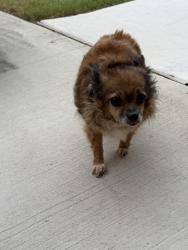 Lost Female Dog last seen Azle Elementary , Azle, TX 76020