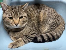 Lost Male Cat last seen New York, NY, 11220, Brooklyn, NY 11219