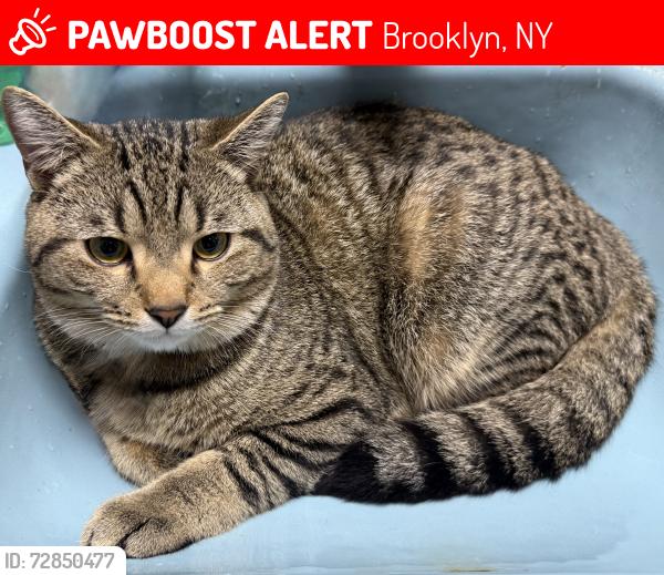 Lost Male Cat last seen New York, NY, 11220, Brooklyn, NY 11219