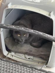 Lost Male Cat last seen Newton Place . Cliffdale x Raeford Rd, Fayetteville, NC 28314