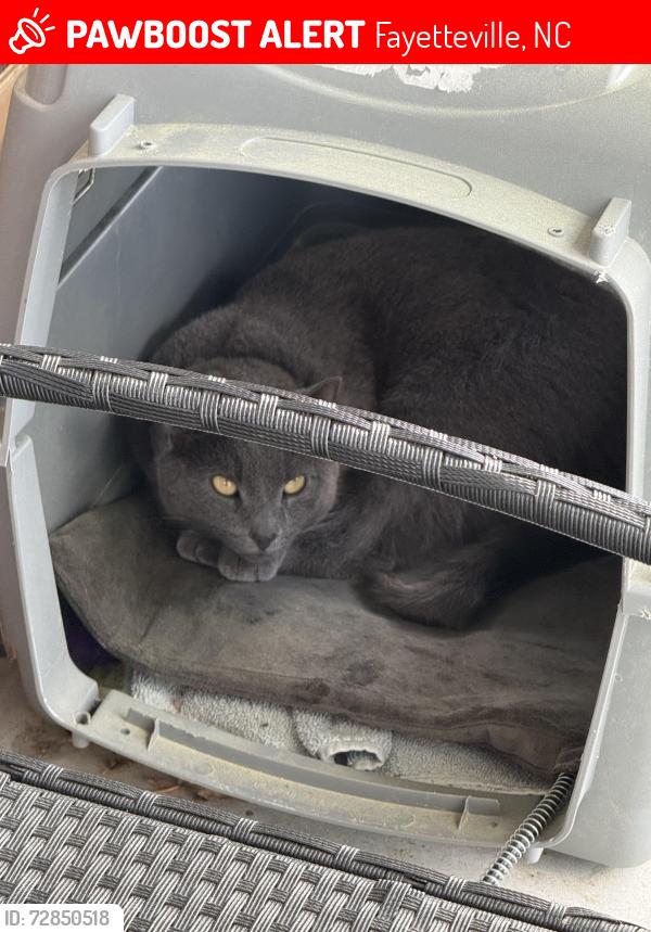 Lost Male Cat last seen Newton Place . Cliffdale x Raeford Rd, Fayetteville, NC 28314