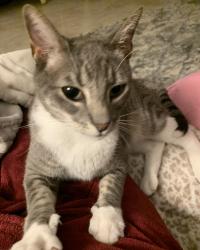 Found/Stray Female Cat last seen Inglewood Dr & Huntington, San Angelo, TX 76904