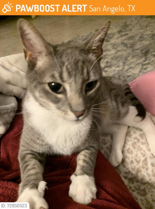 Found/Stray Female Cat last seen Inglewood Dr & Huntington, San Angelo, TX 76904