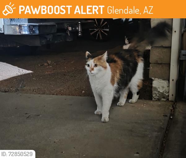 Found/Stray Unknown Cat last seen 43rd ave and w bell rd , Glendale, AZ 85308