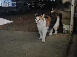 Found/Stray Unknown Cat last seen 43rd ave and w bell rd , Glendale, AZ 85308