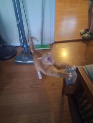 Lost Male Cat last seen Ingramville rd, Ferrum, VA 24088