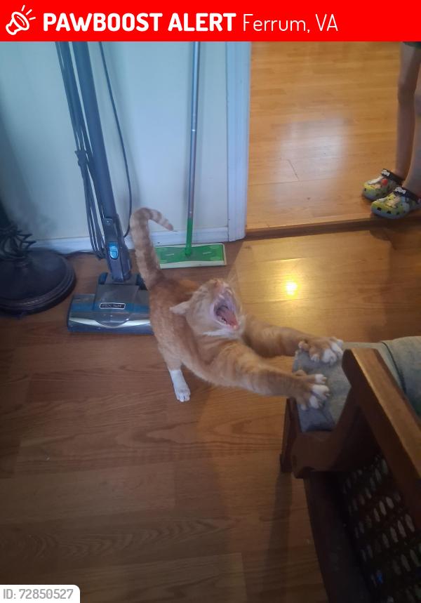 Lost Male Cat last seen Ingramville rd, Ferrum, VA 24088