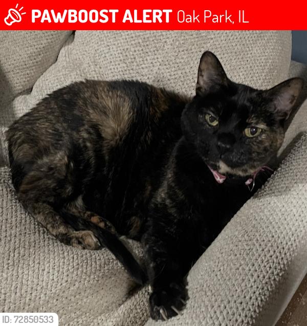 Lost Female Cat last seen Harvard and Clarence , Oak Park, IL 60304