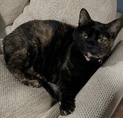 Lost Female Cat last seen Harvard and Clarence , Oak Park, IL 60304