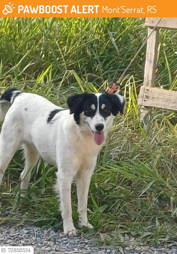Found/Stray Male Dog last seen Na rua do mercado santa terezinha divisa itapevi/sao roque, Mont'Serrat, RS 