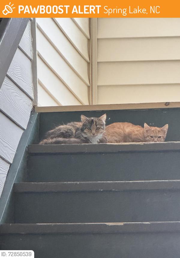 Found/Stray Female Cat last seen Brooks on eleven 66, Spring Lake, NC 28390