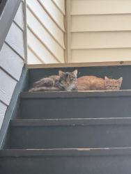 Found/Stray Female Cat last seen Brooks on eleven 66, Spring Lake, NC 28390
