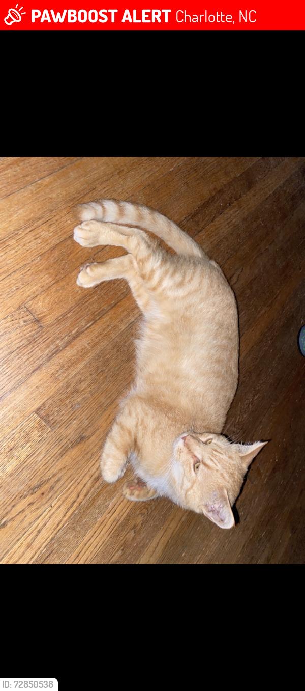 Lost Male Cat last seen Sedgefield apmts , Charlotte, NC 28203