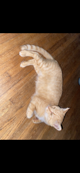 Lost Male Cat last seen Sedgefield apmts , Charlotte, NC 28203