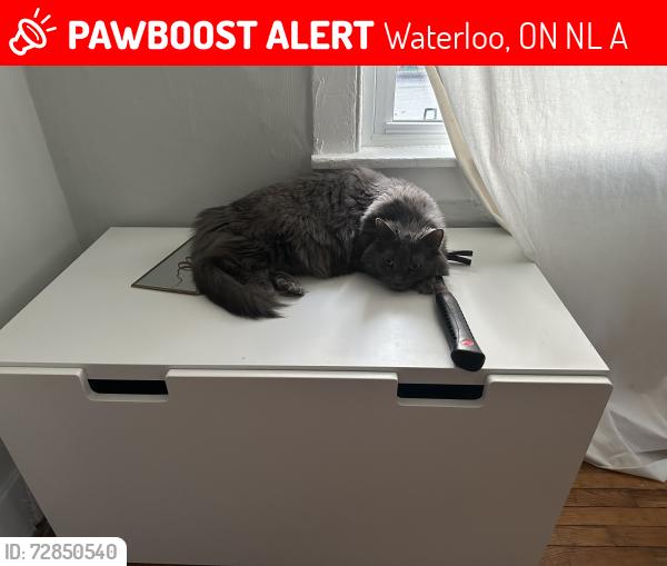 Lost Male Cat last seen Erb/Bridgeport, Waterloo, ON N2L 2A4