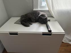 Lost Male Cat last seen Erb/Bridgeport, Waterloo, ON N2L 2A4
