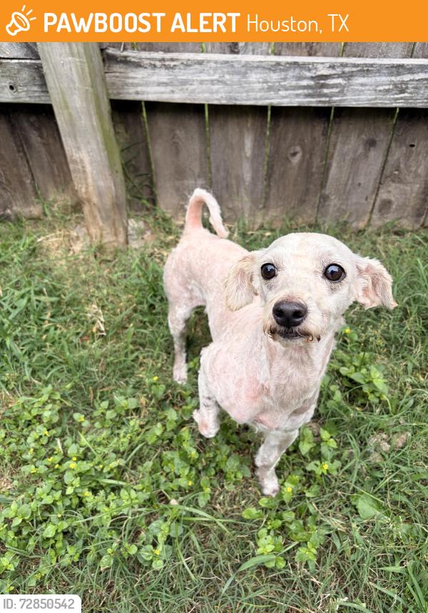 Found/Stray Male Dog last seen Highland canyon 77095, Houston, TX 77095