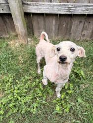 Found/Stray Male Dog last seen Highland canyon 77095, Houston, TX 77095