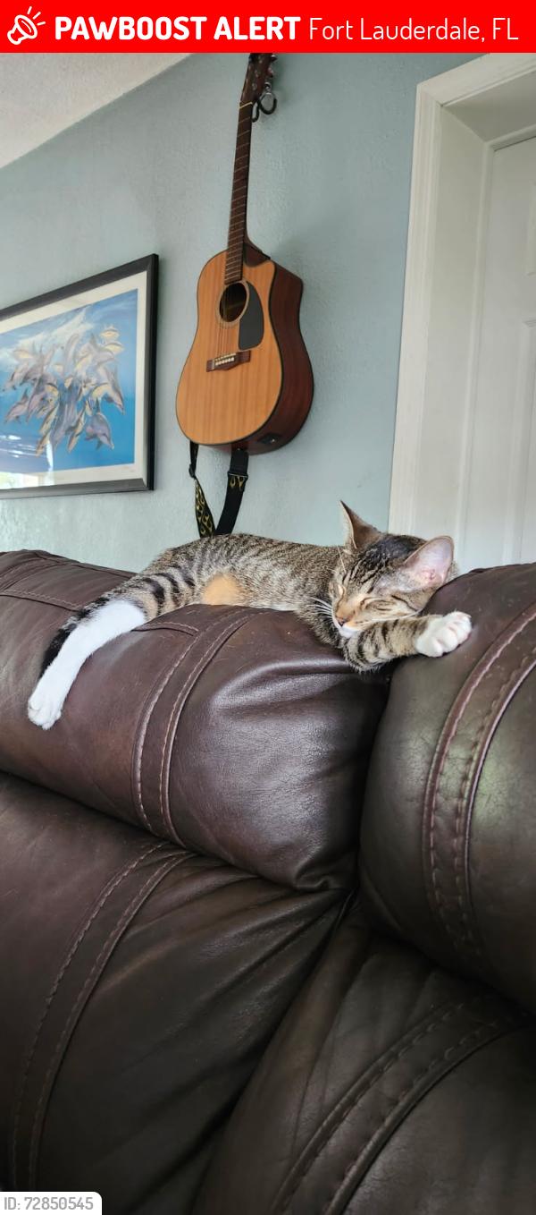 Lost Female Cat last seen Ne 6th ave and cypress creek road , Fort Lauderdale, FL 33334