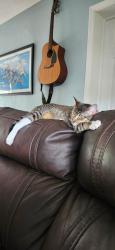 Lost Female Cat last seen Ne 6th ave and cypress creek road , Fort Lauderdale, FL 33334