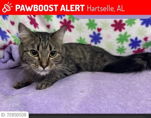 Lost Female Cat last seen Forrest Chapel Rd, Oak Ridge, Iron Man Rd, Hartselle, AL 35640