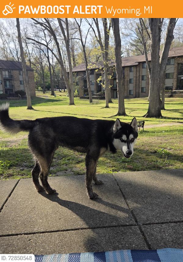 Found/Stray Male Dog last seen Ramblewood  apmts, Wyoming, MI 49519