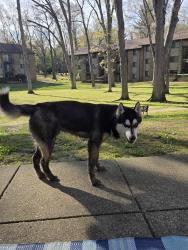 Found/Stray Male Dog last seen Ramblewood  apmts, Wyoming, MI 49519