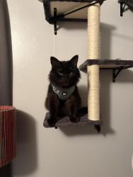 Lost Male Cat last seen Dobyns Bennett/Eastman rd, Kingsport, TN 37664