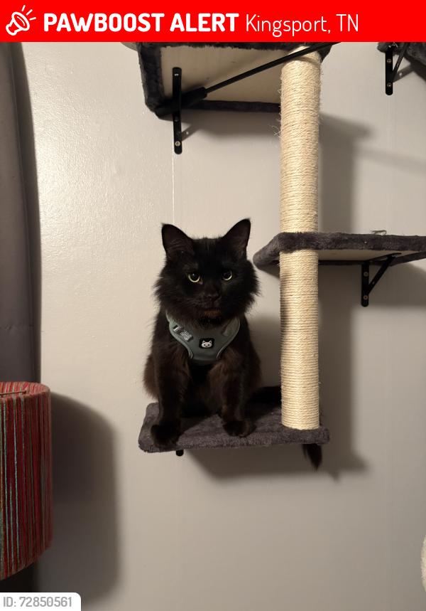 Lost Male Cat last seen Dobyns Bennett/Eastman rd, Kingsport, TN 37664