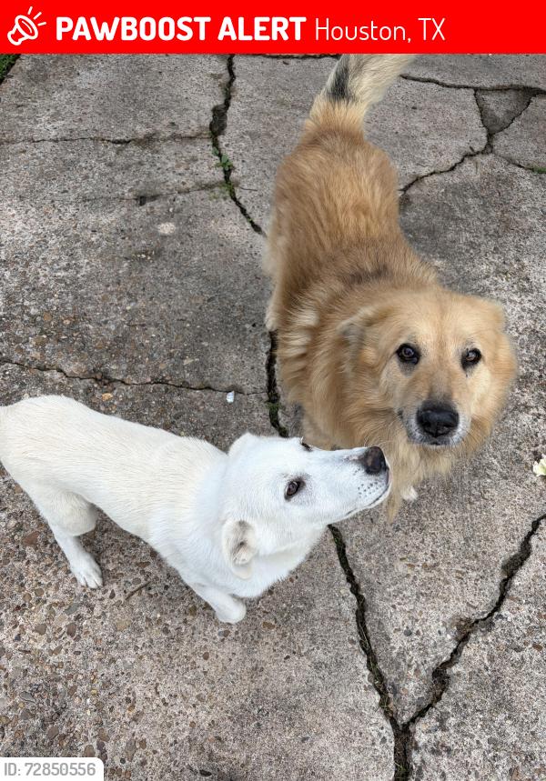 Lost Male Dog last seen Strick ln & maricopa ln, Houston, TX 77015