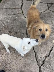 Lost Male Dog last seen Strick ln & maricopa ln, Houston, TX 77015