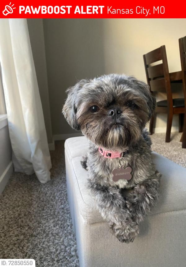 Lost Female Dog last seen  NE 85th Ter- N Kensington/ N Elmwood , Kansas City, MO 64156