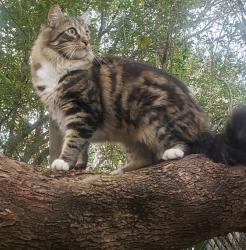 Reunited Male Cat last seen Field crest.  , Winter Park, FL 32792