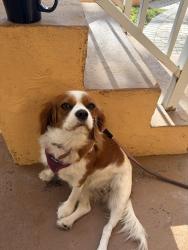 Found/Stray Female Dog last seen Connecticut Street and Arthur street, Hollywood, FL 33019